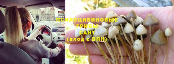 ГАЛЛЮЦИНОГЕННЫЕ ГРИБЫ Каменка
